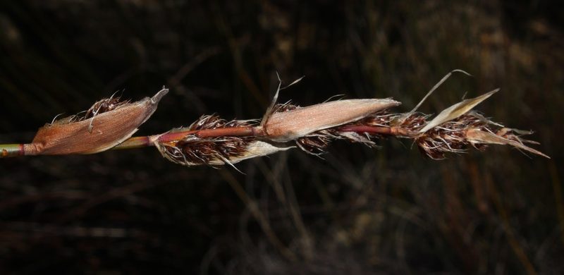 Askidiosperma insigne, photographed by Brian du Preez