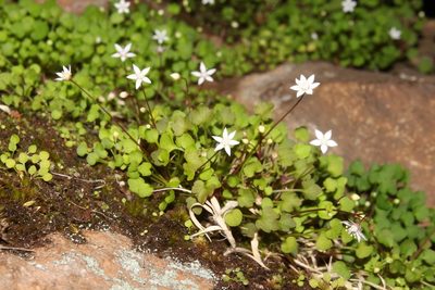 Crassula dentata, photographed by Brian du Preez