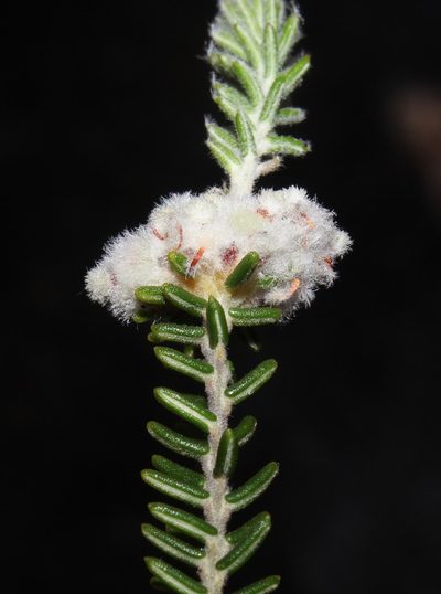 Phylica obtusifolia, photographed by Brian du Preez