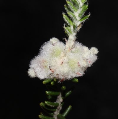 Phylica obtusifolia, photographed by Brian du Preez