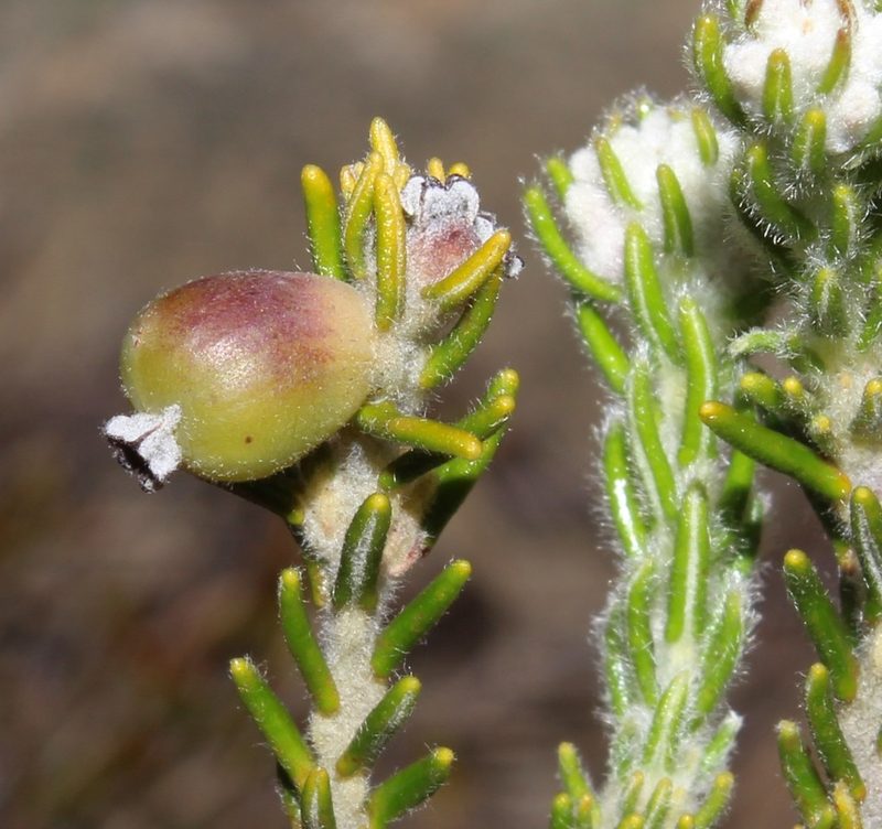 Phylica intrusa, photographed by Brian du Preez