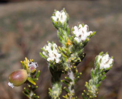 Phylica intrusa, photographed by Brian du Preez