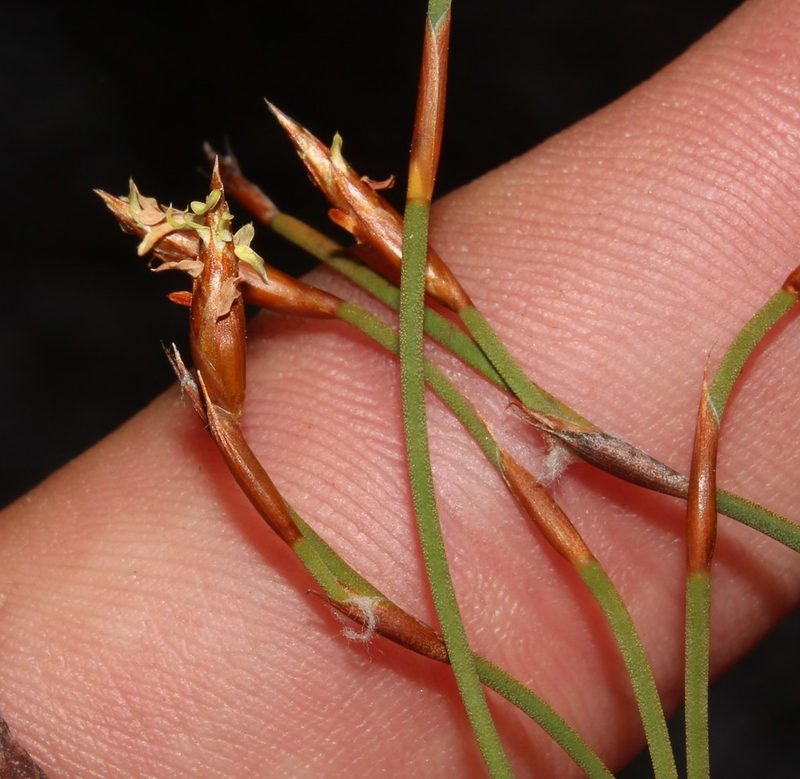 Restio distractus, photographed by Brian du Preez