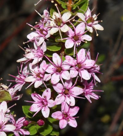 Agathosma odoratissima, photographed by Brian du Preez