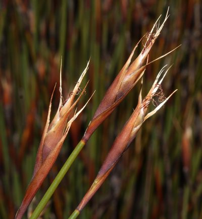 Cannomois nitida, photographed by Brian du Preez