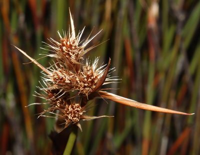 Cannomois nitida, photographed by Brian du Preez