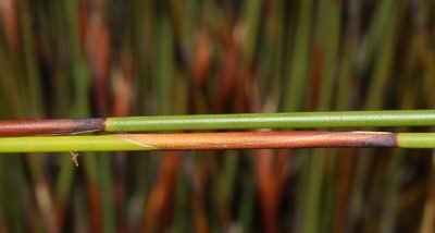 Cannomois nitida, photographed by Brian du Preez