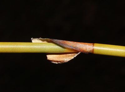 Willdenowia stokoei, photographed by Brian du Preez