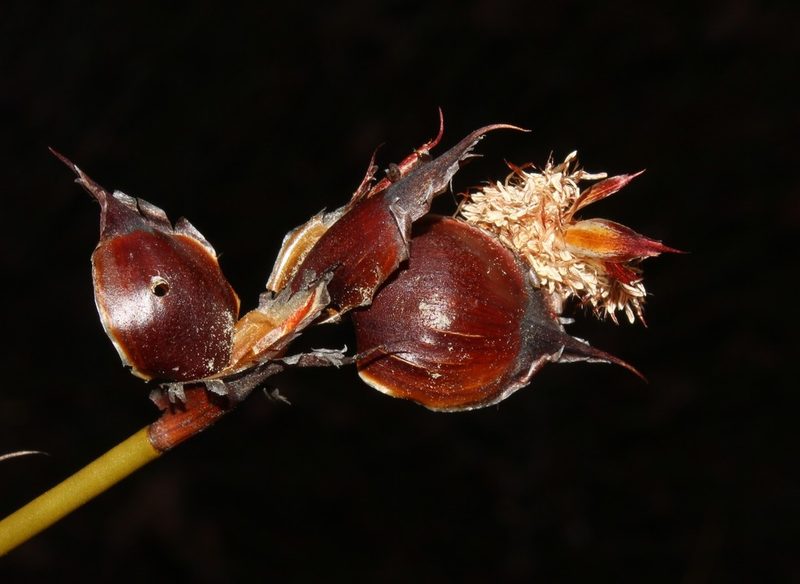 Willdenowia stokoei, photographed by Brian du Preez