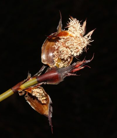 Willdenowia stokoei, photographed by Brian du Preez