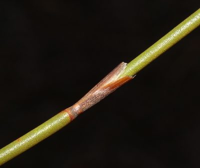 Restio distylis, photographed by Brian du Preez