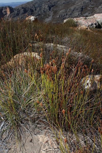 Restio distylis, photographed by Brian du Preez