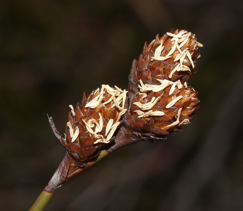 Restio distylis, photographed by Brian du Preez