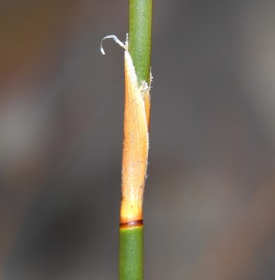 Restio constipatus, photographed by Brian du Preez