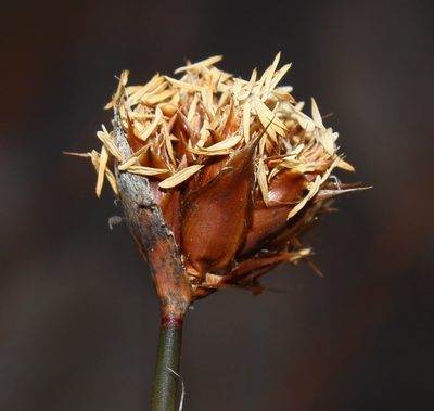Restio constipatus, photographed by Brian du Preez