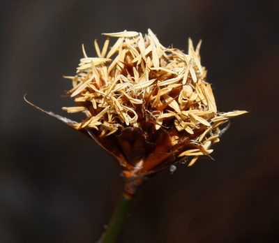 Restio constipatus, photographed by Brian du Preez