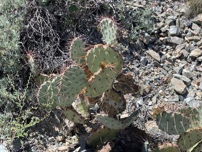 Opuntia camanchica, photographed by CK2AZ
