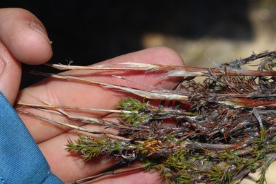 Thamnochortus acuminatus, photographed by Brian du Preez
