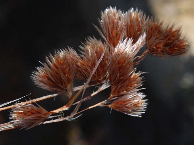 Thamnochortus acuminatus, photographed by Brian du Preez