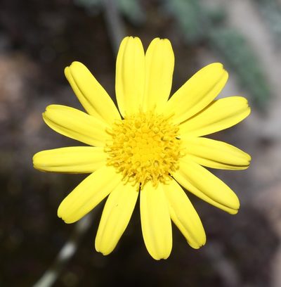 Senecio albifolius, photographed by Brian du Preez