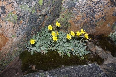 Senecio albifolius, photographed by Brian du Preez