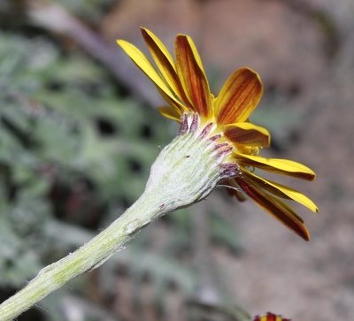 Senecio albifolius, photographed by Brian du Preez