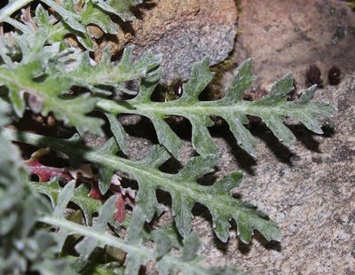 Senecio albifolius, photographed by Brian du Preez