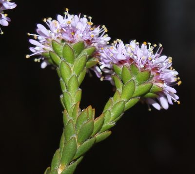 Agathosma foleyana, photographed by Brian du Preez