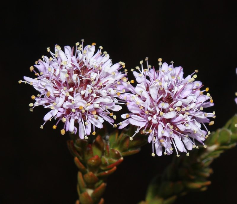 Agathosma foleyana, photographed by Brian du Preez