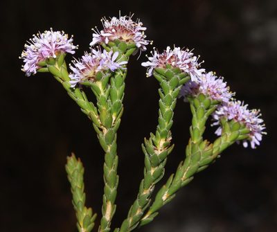 Agathosma foleyana, photographed by Brian du Preez