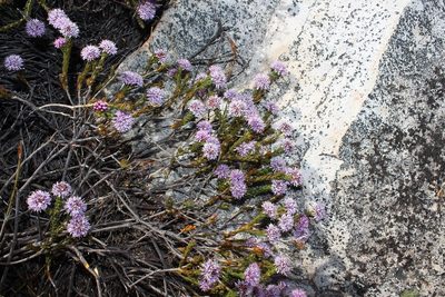 Agathosma foleyana, photographed by Brian du Preez