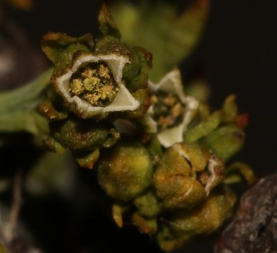 Thesium albomontanum, photographed by Brian du Preez