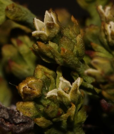 Thesium albomontanum, photographed by Brian du Preez
