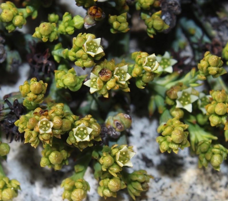 Thesium albomontanum, photographed by Brian du Preez