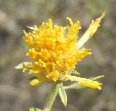 Pegolettia baccharidifolia, photographed by Nicola van Berkel