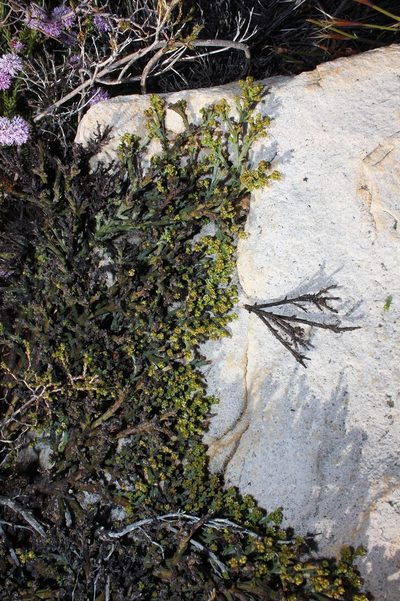 Thesium albomontanum, photographed by Brian du Preez
