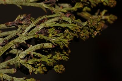 Thesium albomontanum, photographed by Brian du Preez