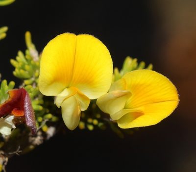 Aspalathus pedicellata, photographed by Brian du Preez