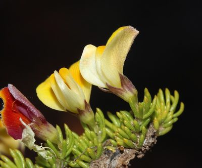 Aspalathus pedicellata, photographed by Brian du Preez