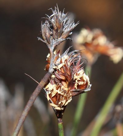 Restio pygmaeus, photographed by Brian du Preez