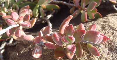 Crassula rogersii, photographed by Nicola van Berkel