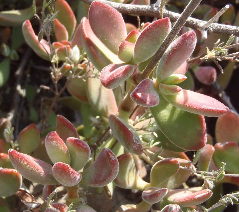 Crassula rogersii, photographed by Nicola van Berkel