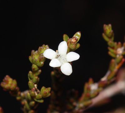 Euchaetis elsieae, photographed by Brian du Preez