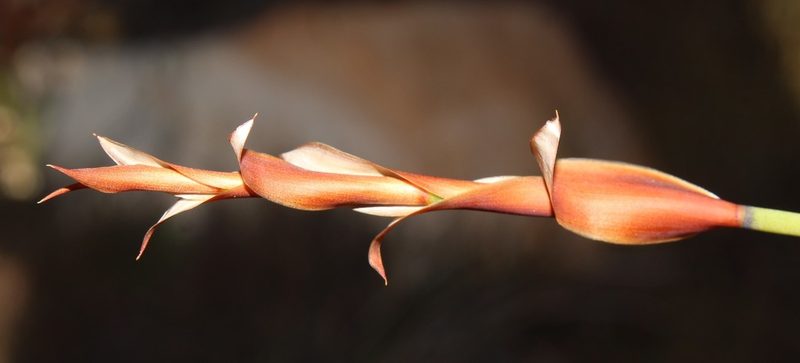 Elegia esterhuyseniae, photographed by Brian du Preez