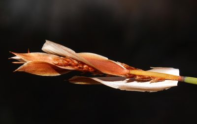 Elegia esterhuyseniae, photographed by Brian du Preez