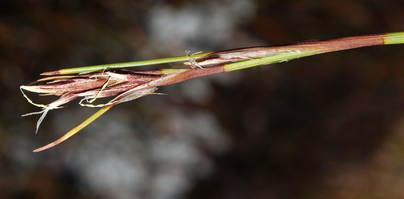 Tetraria maculata, photographed by Brian du Preez