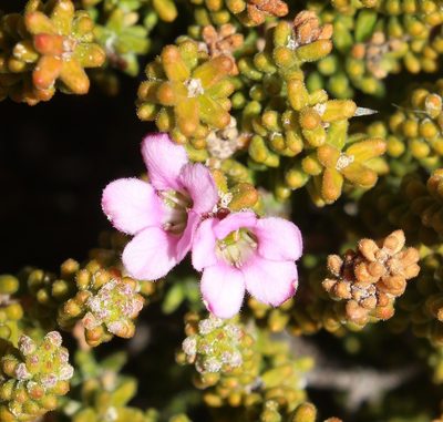 Acmadenia teretifolia, photographed by Brian du Preez