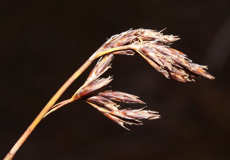 Restio brachiatus, photographed by Brian du Preez