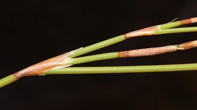 Restio brachiatus, photographed by Brian du Preez