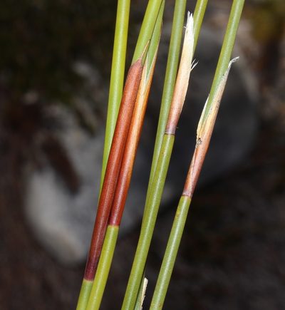 Cannomois nitida, photographed by Brian du Preez